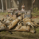 Illustration for article titled Red Dead Online Players Are Cloning Hundreds Of Cougars
